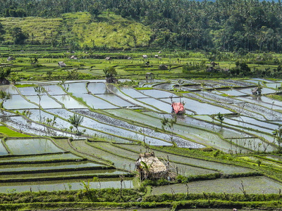 在印度尼西亚巴厘岛的稻田