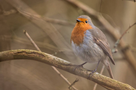 罗宾鸟Erithacus rubecula