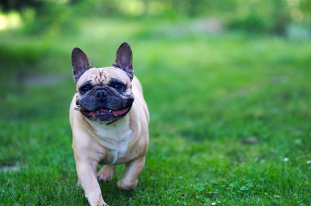 关闭法国斗牛犬的肖像, 用棍子在嘴里奔跑照片