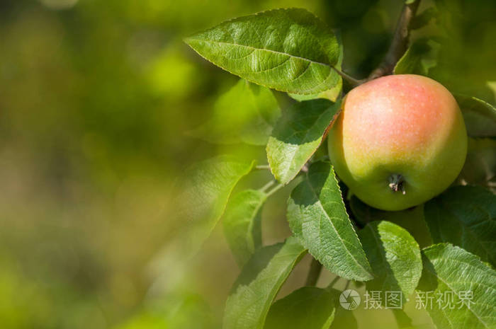 收获果实苹果树.绿色水果背景
