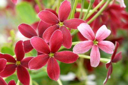 仰光爬山虎花园里的花图片