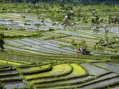 在印度尼西亚巴厘岛的稻田