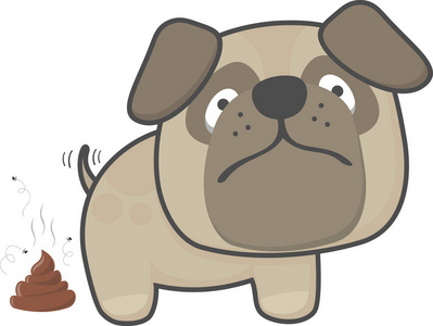 可爱的帕格狗大便孤立的白色背景照片