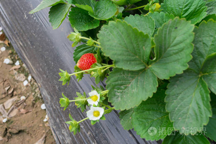 野外新鲜草莓