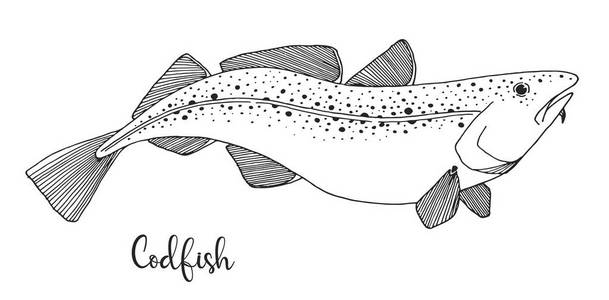 手拉鳕鱼。草绘样式中的矢量插图