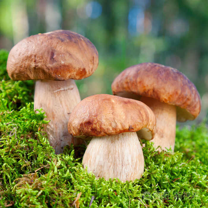 3蘑菇(牛肝菌)的苔藓森林