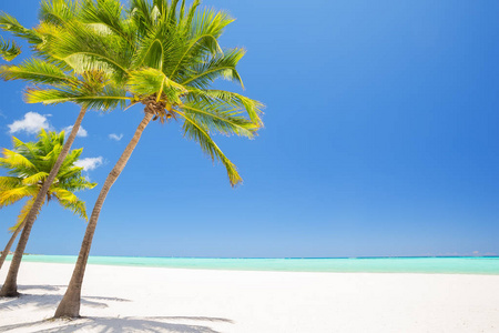 椰子棕榈树白色的沙滩上