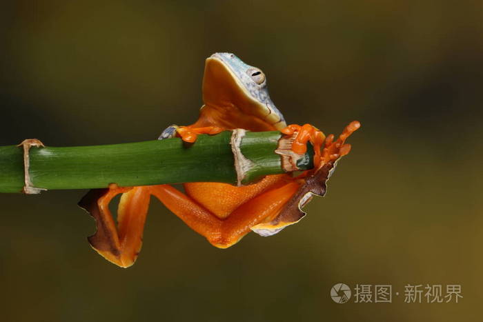 彩色条纹树蛙挂在绿树枝上