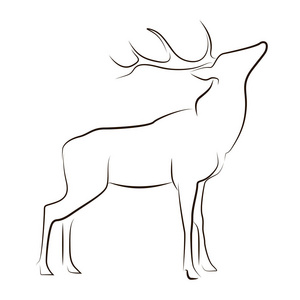 站立黑线鹿在白色背景。手绘矢量图形动物