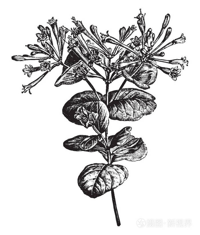 这是金银花flexuosa的开花枝也称为金银花它有非常芬芳的黄色花朵复古