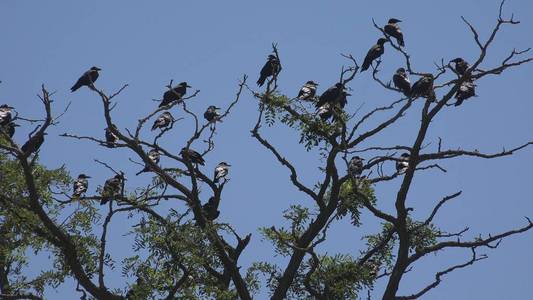 成群的乌鸦盘旋图片