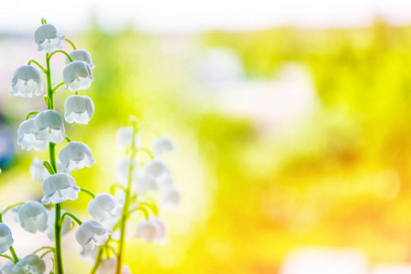 春天的风景。花百合的山谷