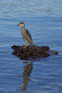 黑加冕夜鹭 Nycticorax Nycticorax falklandicus 站在福克兰群岛沿岸的一堆生锈的链条上