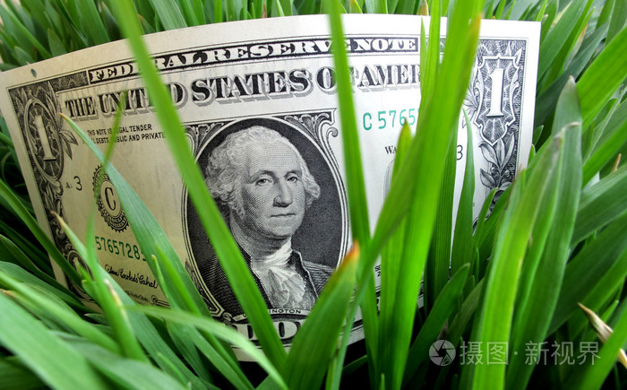 美元在绿草
