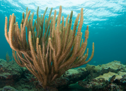 许多分支机构或大型海洋生物柳