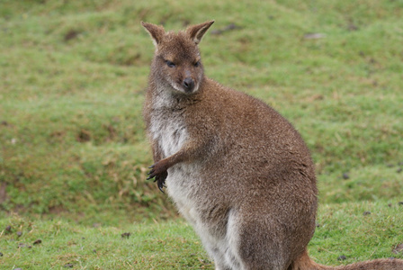 红颈袋鼠macropus rufogriseus