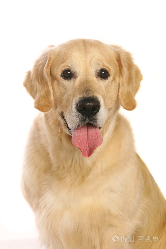 在白色的金毛寻回犬