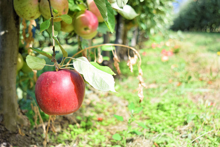 郁郁葱葱的苹果园秋 braeburn 苹果园与 idared 苹果照片