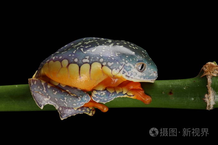 彩色条纹树蛙挂在绿枝上的侧面图