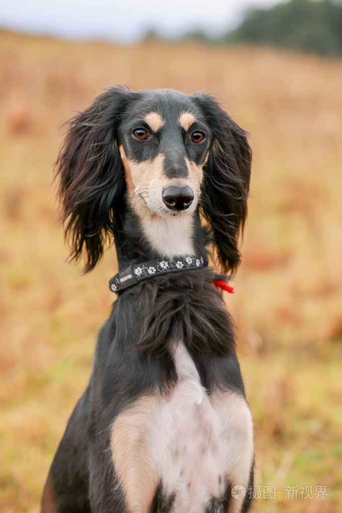 年轻的波斯猎犬的肖像