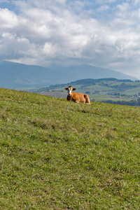 牛躺在高山牧场上