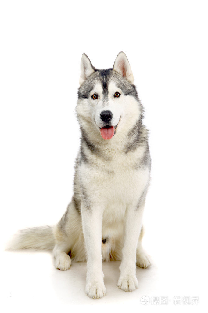 在白色的哈士奇