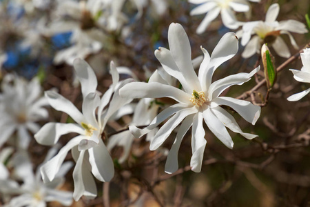 春园盛开的玉兰 Stellata