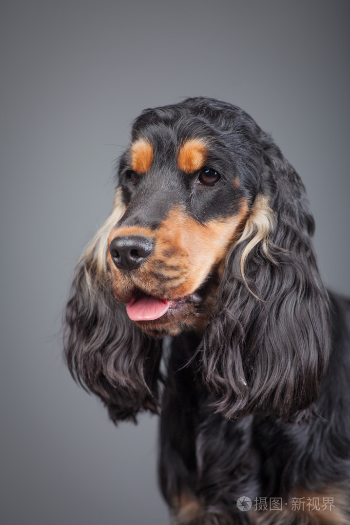 纯种英国可卡犬在演播室里