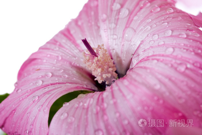 粉红色的花水滴照片 正版商用图片073e29 摄图新视界