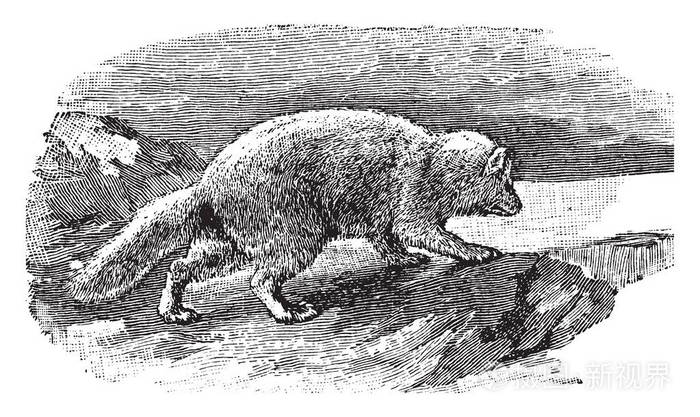 北极狐也被称为白狐, 原产于北半球北极地区, 复古线条绘画或雕刻插图