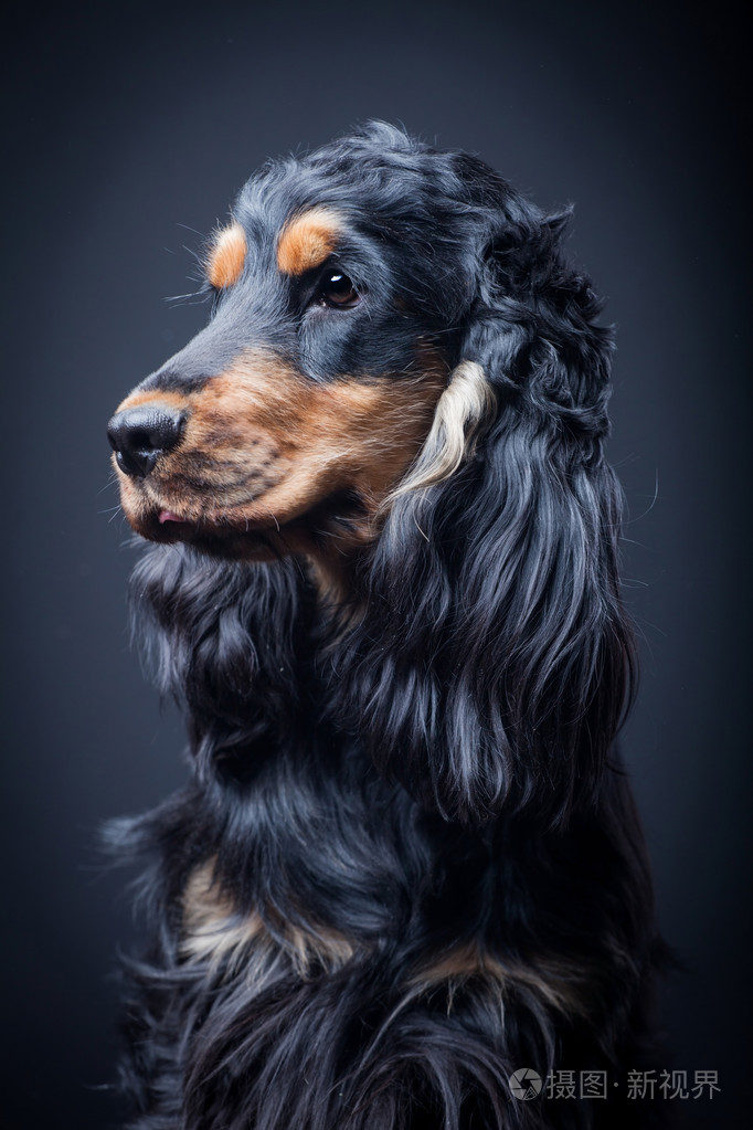 纯种英国可卡犬