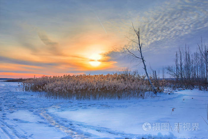寒冷的树木和太阳的冬季景观.在阳光下平静的冬天自然