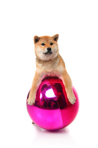 shiba inu 白色衬底上的小狗