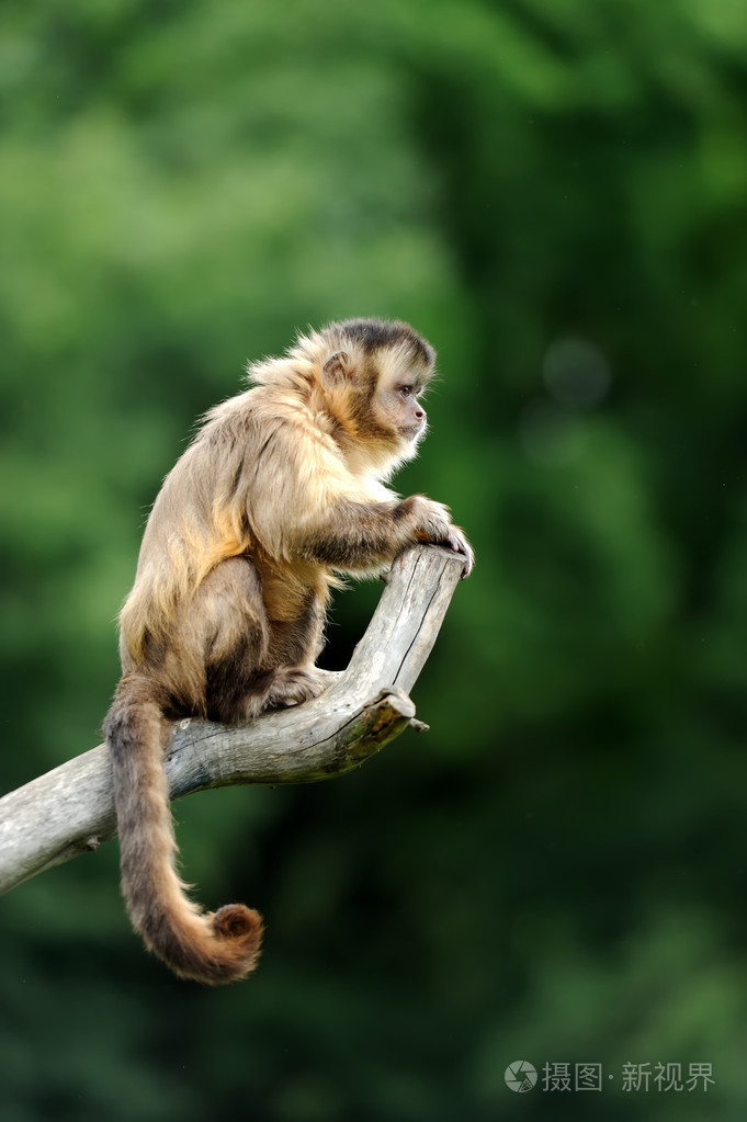 僧帽猴照片-正版商用图片073ezt-摄图新视界