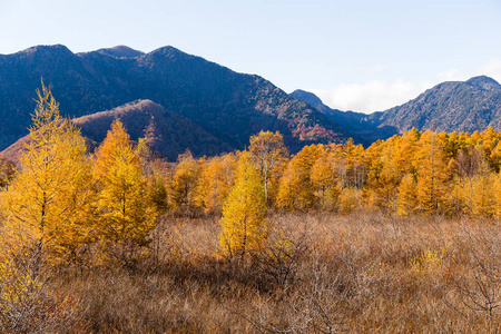 日本南台岛山与金色秋