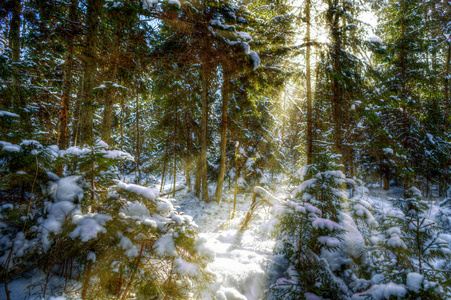 冬季彩色森林