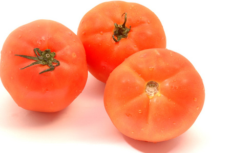 在白色的营养液栽培西红柿图片