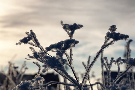 分支的植物覆盖着雪的冬天宏