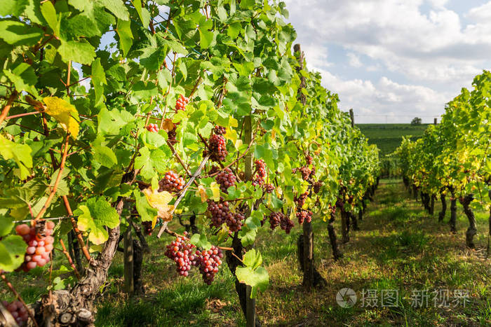 法国阿尔萨斯秋季成熟葡萄