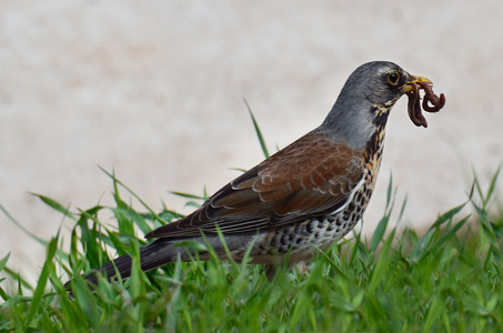 画眉鸟鸣图片-画眉鸟鸣素材-画眉鸟鸣插画-摄图新视界
