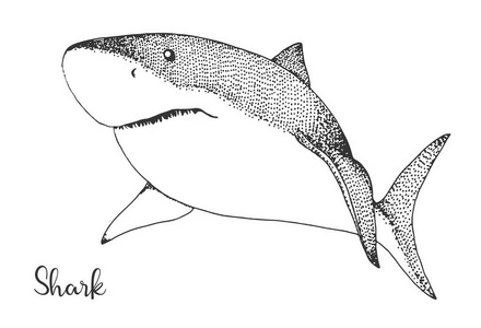手工绘制的鲨鱼.草绘样式中的矢量插图照片