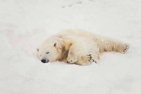 白北极熊在雪林卧眠