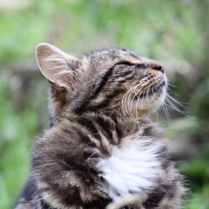 草地上的猫