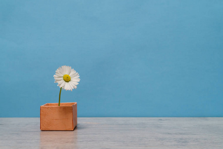 小雏菊背景夏日创意静物的简约风格.