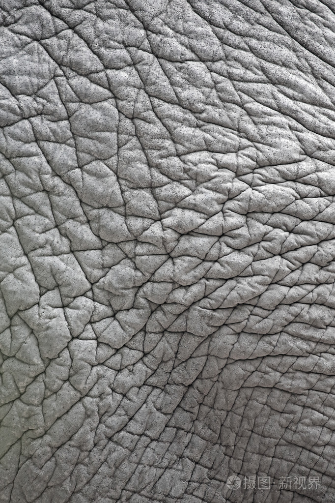 大象皮肤的特写