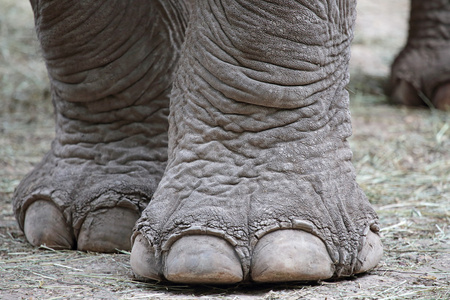 大象脚的特写