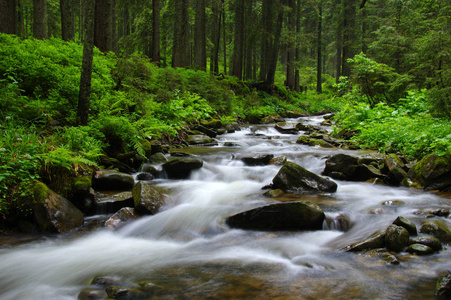 山区河流在森林里