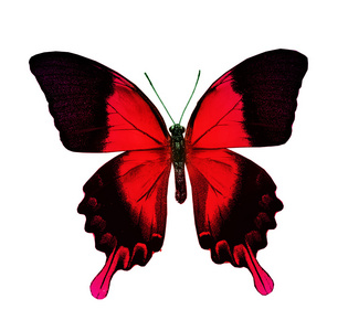 红色和黑色蝴蝶