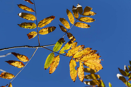 黄色秋天叶子设置反对蓝色背景在北爱达荷州