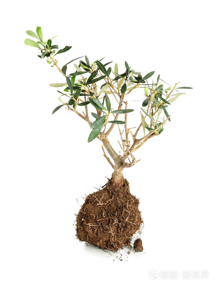 在土壤中的根在白色背景的小树
